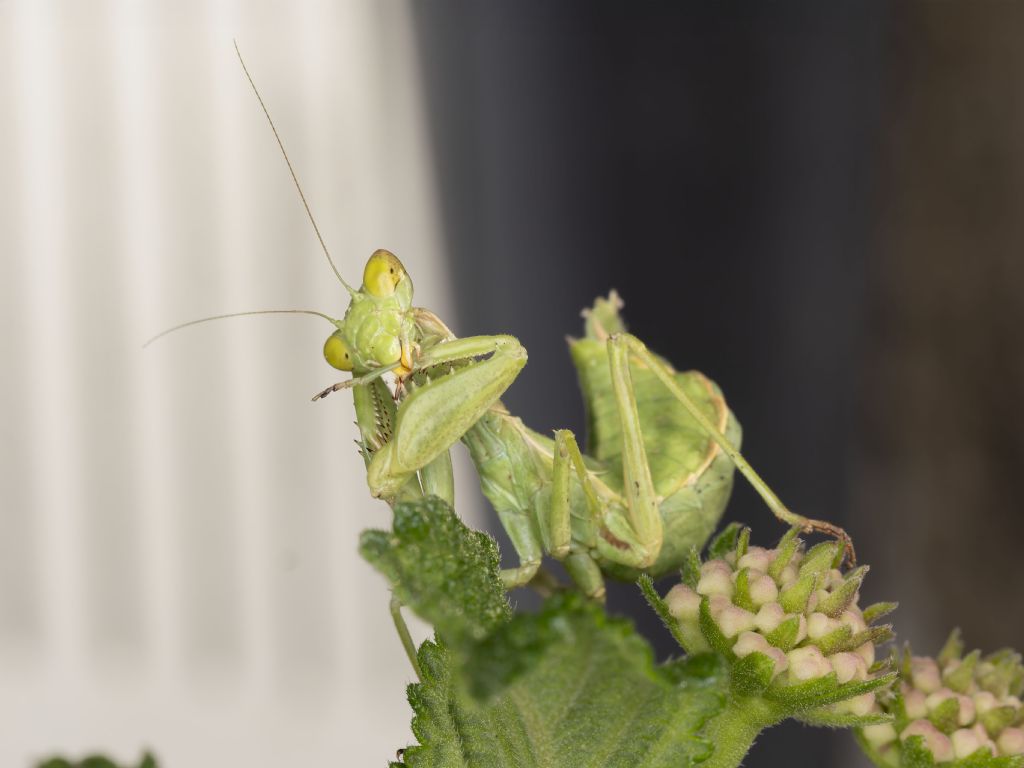 Ameles spallanzania?